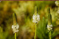 White Prairie Clover Seeds – Dalea candida Perennial Wildflower with White Flower Spikes for Prairie & Natural Landscapes