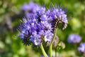 Lacy Phacelia Seeds (100) – Wildflower for Bees & Pollinators – Phacelia tanacetifolia – Fast-Growing Cover Crop & Soil Enhancer