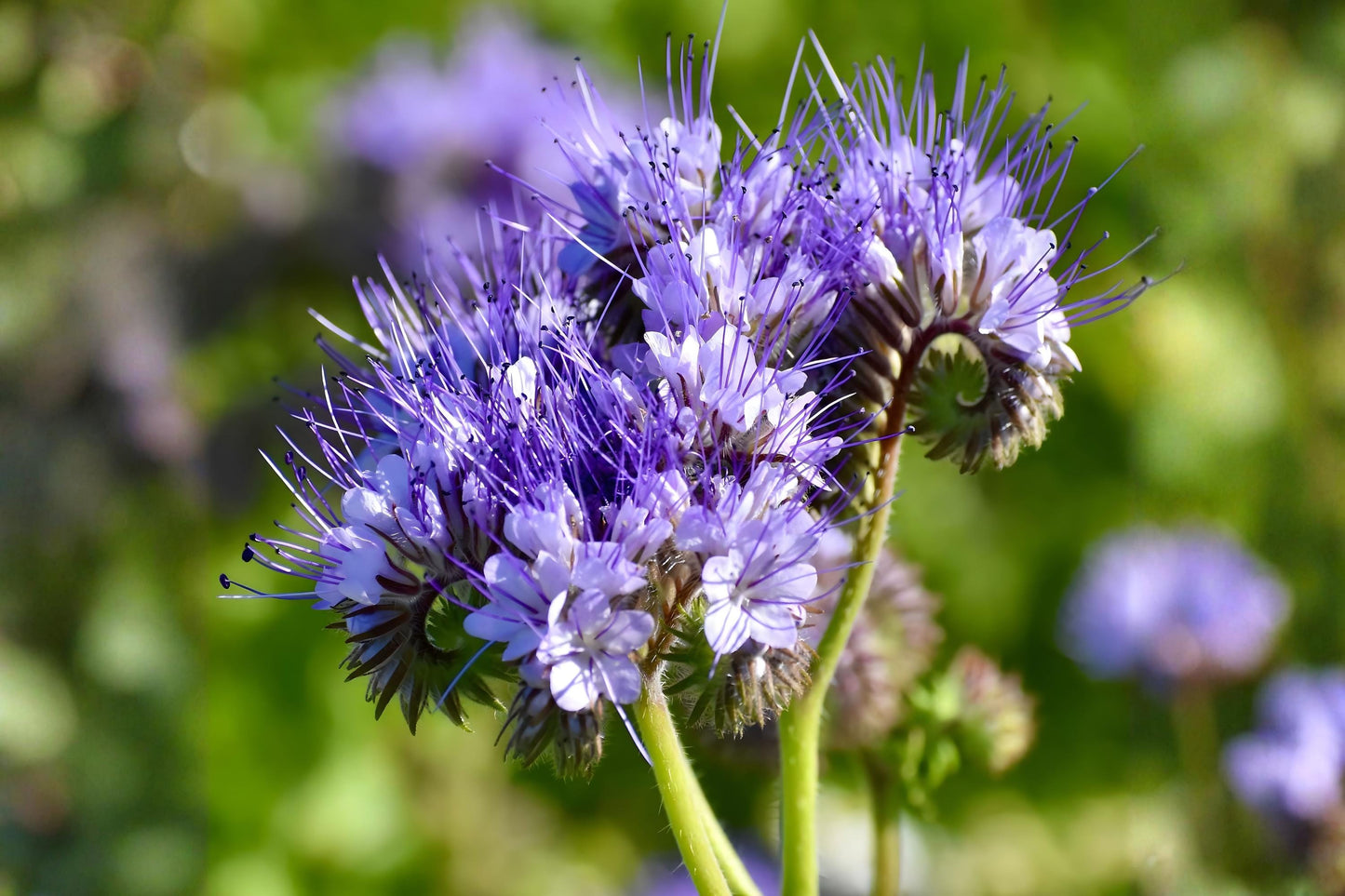 Lacy Phacelia Seeds (100) – Wildflower for Bees & Pollinators – Phacelia tanacetifolia – Fast-Growing Cover Crop & Soil Enhancer