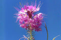 Rocky Mountain Bee Plant Seeds – Native Wildflower with Pink to Purple Blooms – Cleome serrulata for Pollinator Gardens
