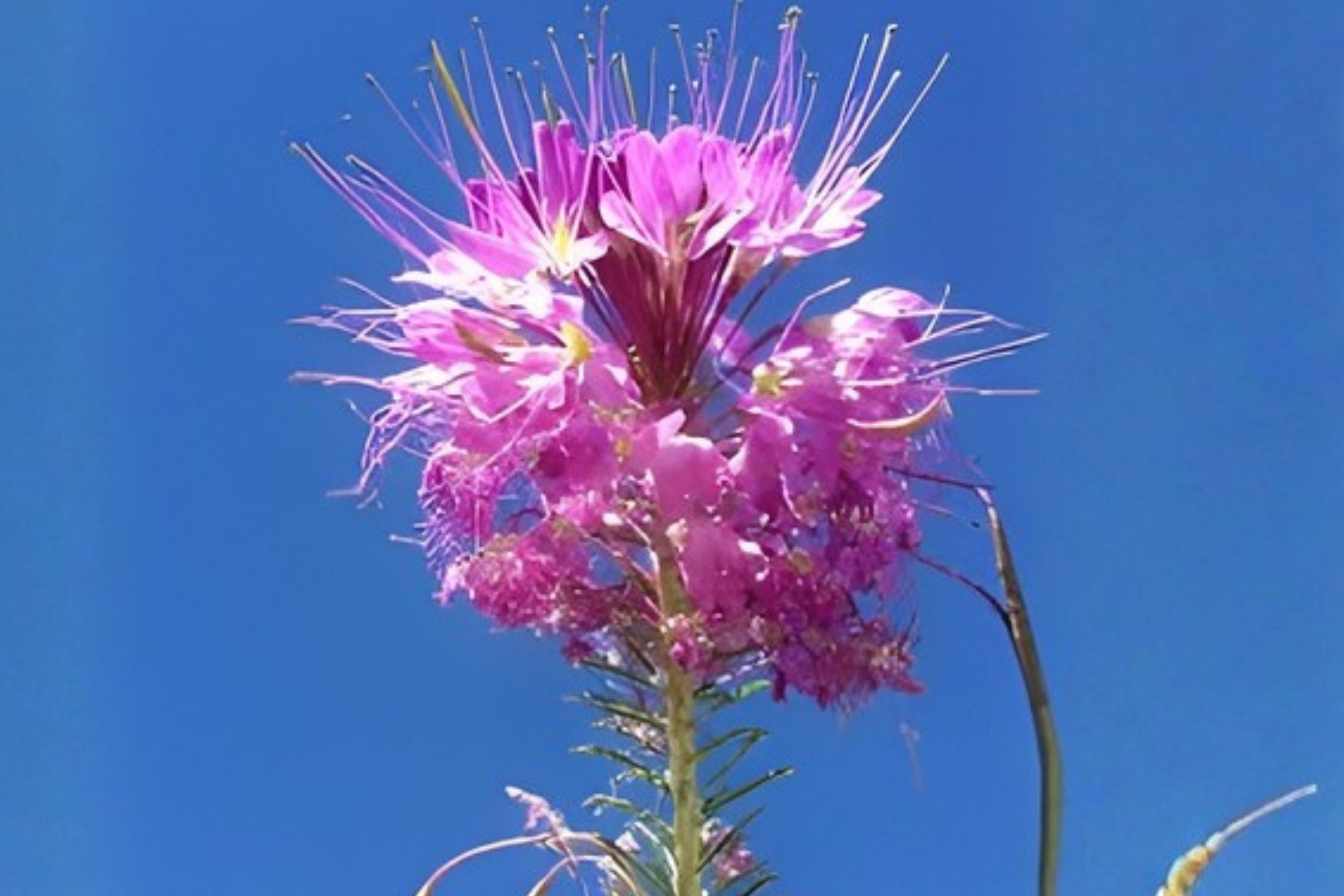 Rocky Mountain Bee Plant Seeds – Native Wildflower with Pink to Purple Blooms – Cleome serrulata for Pollinator Gardens