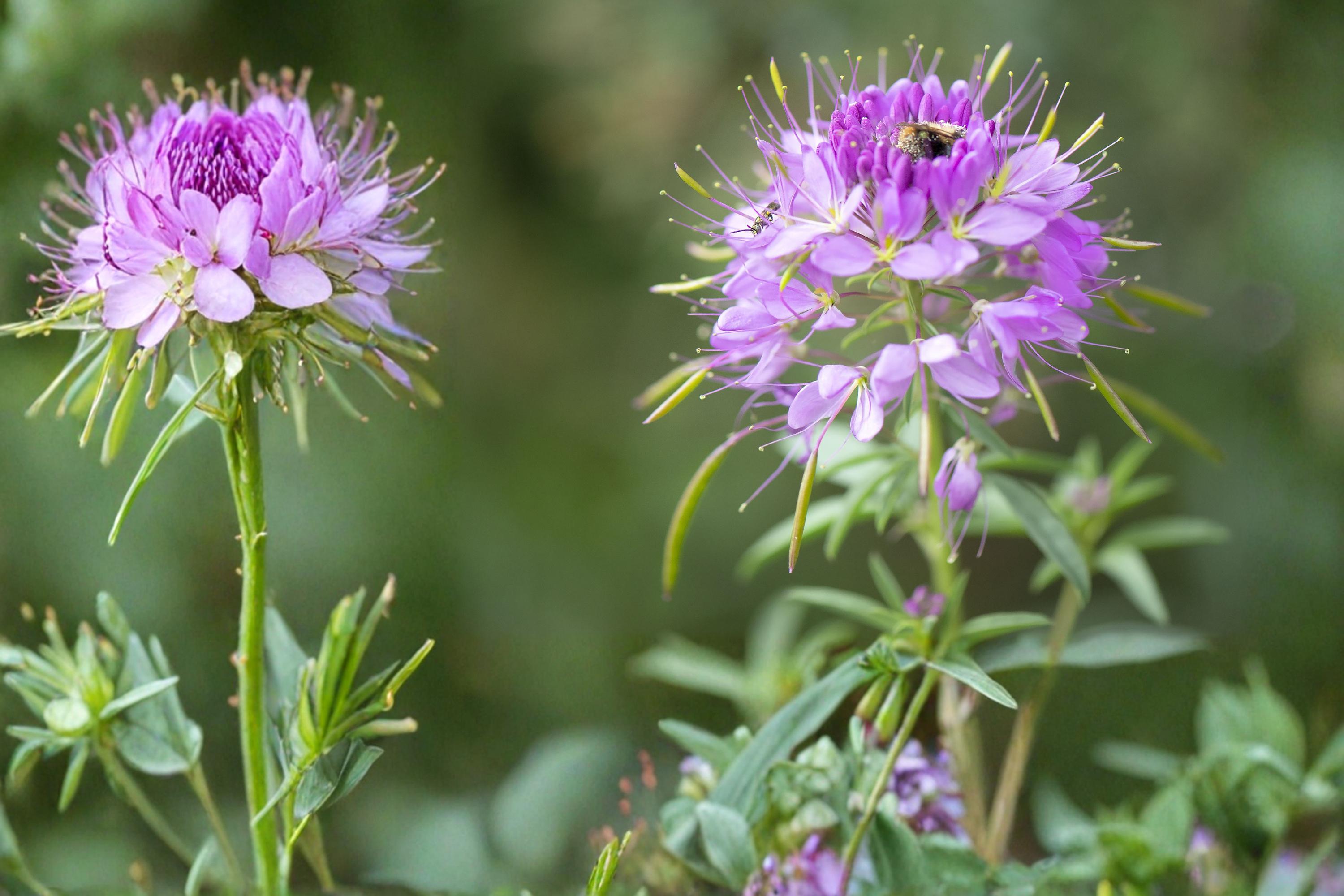 Rocky Mountain Bee Plant Seeds – Cleome serrulata Wildflower, Pink to Purple Clusters, Pollinator & Drought Tolerant Annual