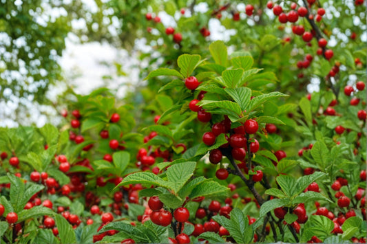 Nanking Cherry Seeds, Prunus tomentosa, Fruiting Shrub, White Pink Blossoms, Edible Red Fruit, Hardy Garden Plant