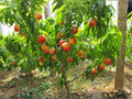 Mericrest Nectarine Fruit Tree – 2 ft Tall Backyard Orchard Plant – Prunus persica, Edible Garden, Full Sun, Deciduous Fruit Tree