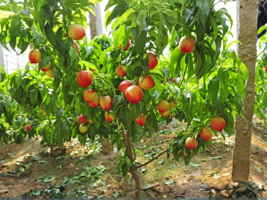 Mericrest Nectarine Fruit Tree – 2 ft Tall Backyard Orchard Plant – Prunus persica, Edible Garden, Full Sun, Deciduous Fruit Tree