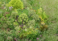 Angelica Holy Ghost Seeds – 30 Biennial Heirloom Non-GMO Culinary & Medicinal Herb, Fragrant Licorice Aromatic Angelica archangelica