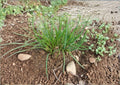 Chives Seeds 250 Pack Non-GMO Allium Schoenoprasum Culinary Herb for Garden Planting, Perennial Green Onion Herb
