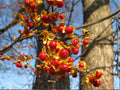 American Bittersweet Vine Climbing Plant – Celastrus scandens, 12-18 Inch Live Vines, Bright Orange-Yellow Berries