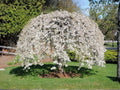 Weeping Yoshino Cherry Tree – 1 Ft Ornamental Flowering Prunus yedoensis Garden Plant