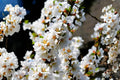 Nanking Cherry Seeds, Hardy Fruit Shrub, Pink Blossoms, Edible Red Cherries, Prunus tomentosa, 10 Seeds for Hedges & Wildlife