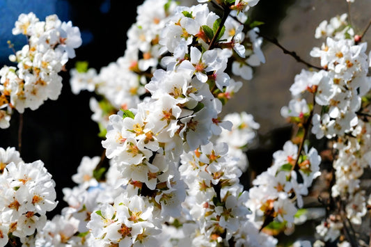 Nanking Cherry Seeds, Hardy Fruit Shrub, Pink Blossoms, Edible Red Cherries, Prunus tomentosa, 10 Seeds for Hedges & Wildlife