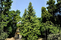 Arborvitae Seeds (50) | White Cedar Tree Evergreen Foliage | Thuja occidentalis for Hedges & Landscaping