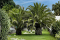 Canary Date Palm Seeds - Phoenix canariensis, Ornamental Tropical Palm Tree, Drought Tolerant, Container & Landscape Planting