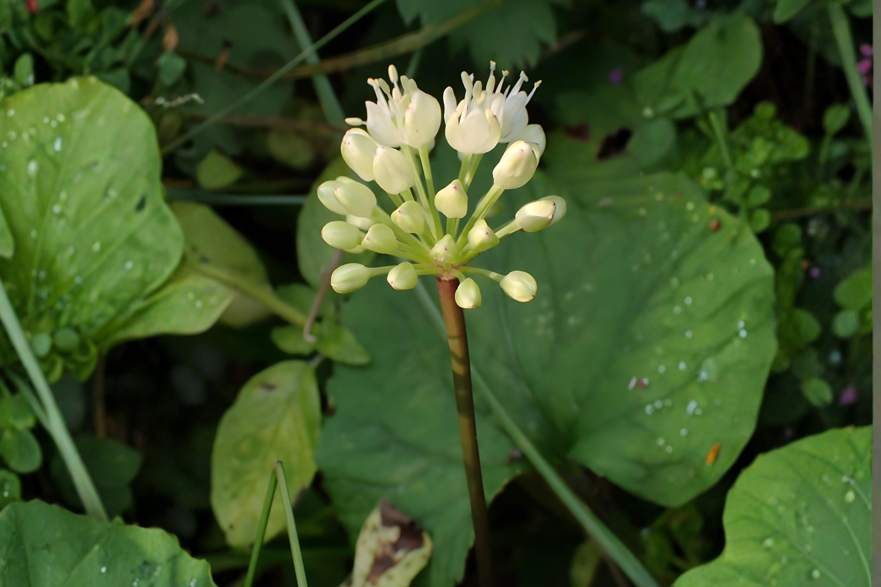 Wild Leek Seeds | 10 Allium tricoccum foraging edible woodland plant, garlic-onion flavor, shady garden, native Ramps seed pack