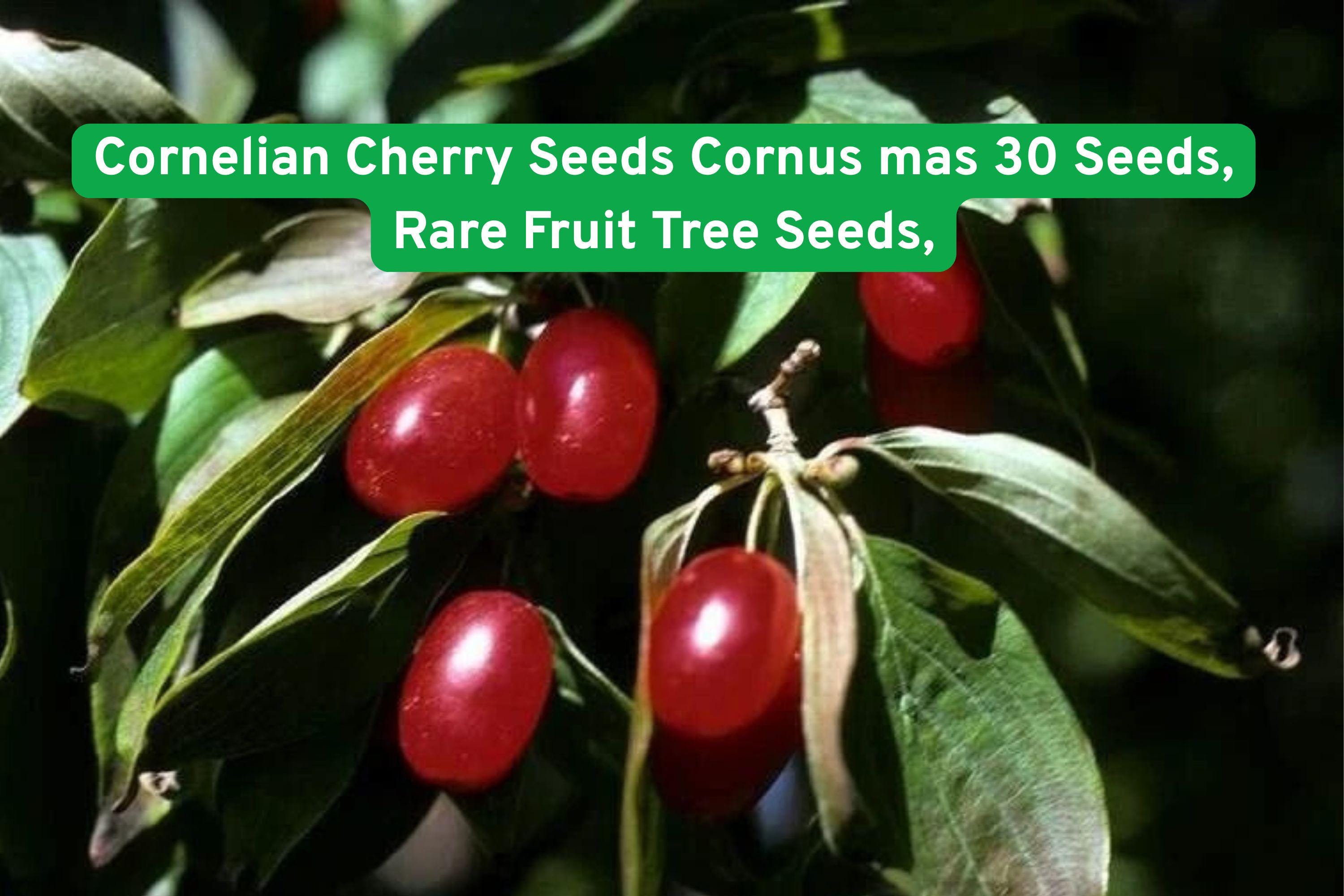 Cornelian Cherry Seeds, Cornus mas, Edible Fruit Tree, Rare Ornamental Shrub, 30 Seeds