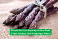 Purple Passion Asparagus Bare Root Crowns – 2-Year-Old Live Perennial Vegetable, Purple Spears, Asparagus officinalis