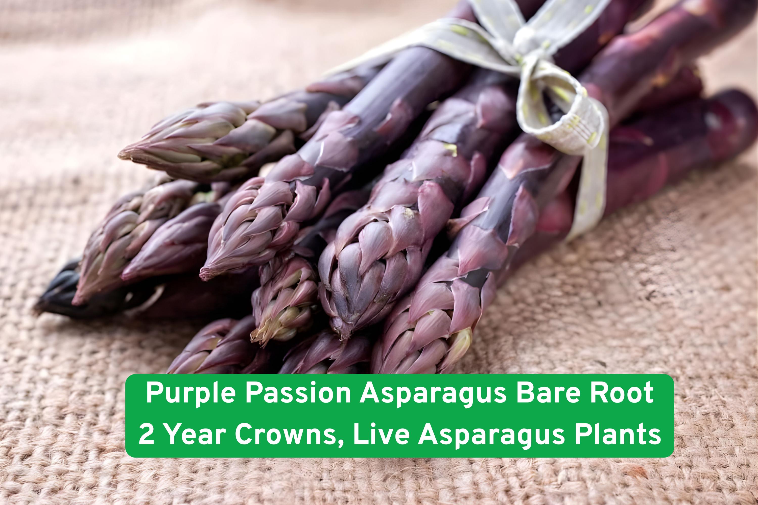 Purple Passion Asparagus Bare Root Crowns – 2-Year-Old Live Perennial Vegetable, Purple Spears, Asparagus officinalis