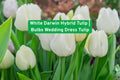 White Darwin Hybrid Tulip Bulbs – Elegant Pure White Flowering Bulbs for Gardens, Borders & Cut Flowers