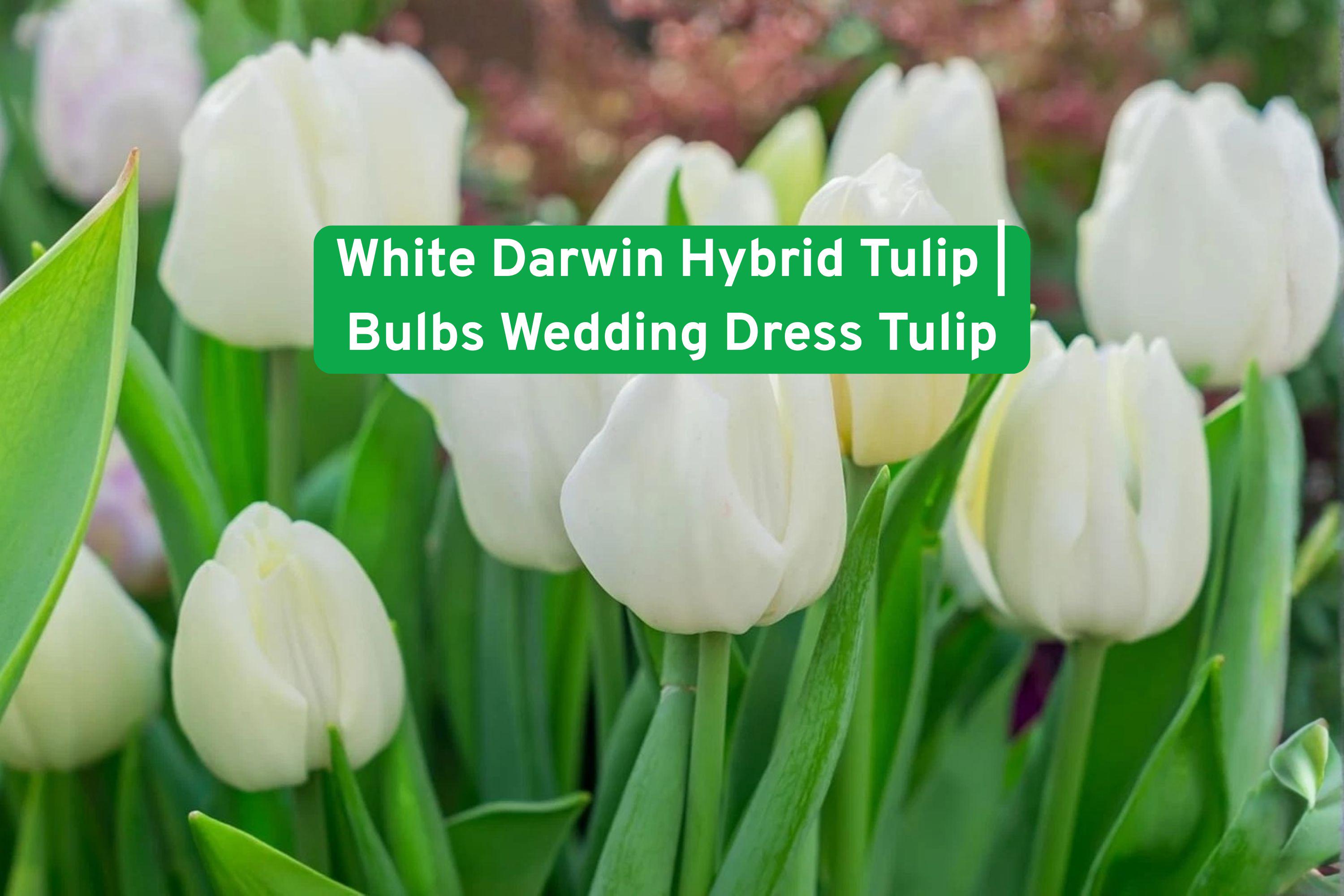 White Darwin Hybrid Tulip Bulbs – Elegant Pure White Flowering Bulbs for Gardens, Borders & Cut Flowers