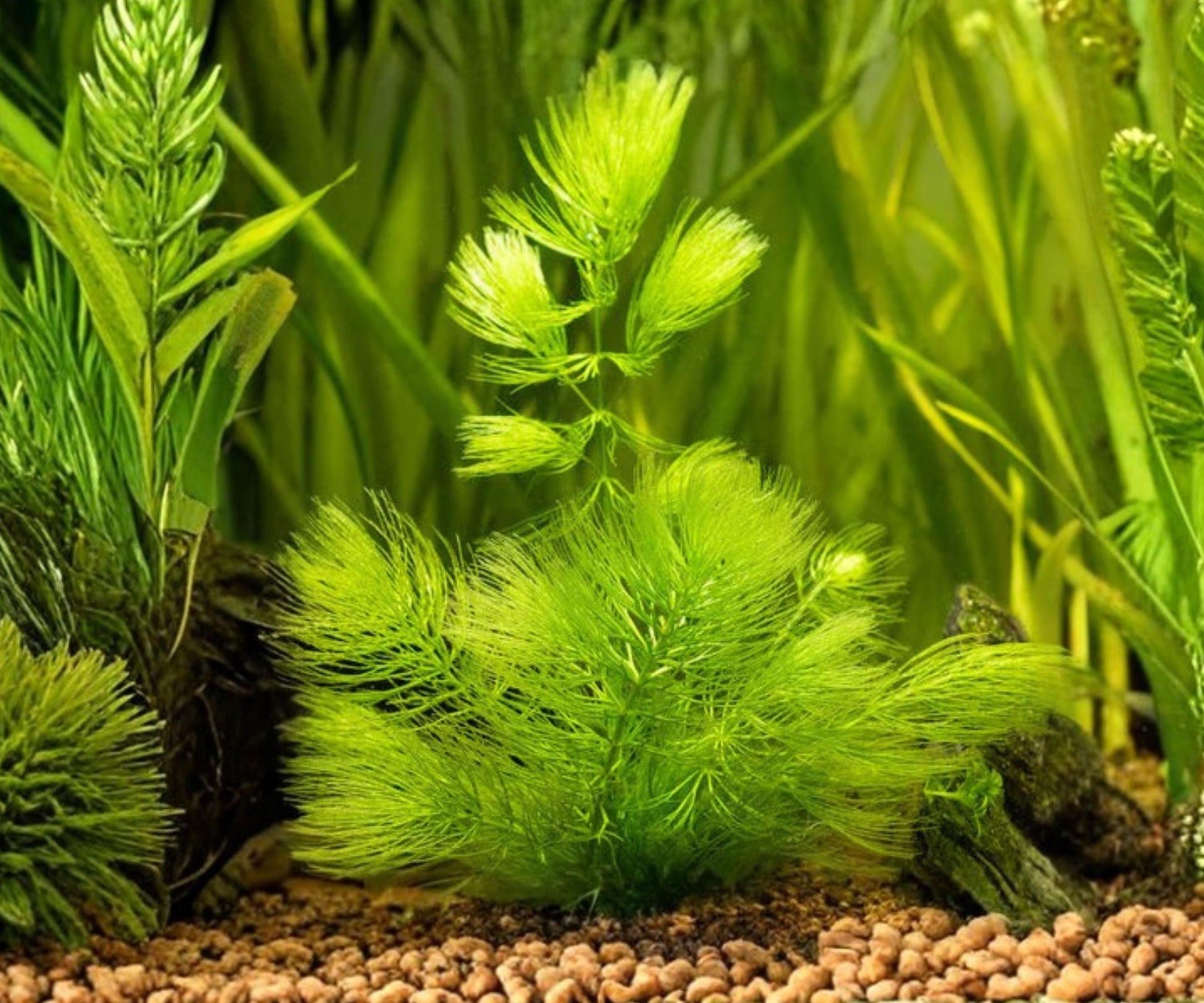 Live Hornwort Aquarium Plant, Ceratophyllum demersum, Floating & Anchored, Natural Oxygenator for Fish Tanks & Ponds