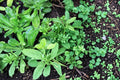 Vietnamese Culantro Seeds, Eryngium foetidum, Culinary Herb, Tropical Perennial, Long Serrated Leaves, Ngo Gai Herb, Herb Garden Seed
