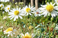 False Aster Seeds – Boltonia asteroides, White Daisy-Like Flowers, Perennial Garden Border, Meadow Plant, 100 Seeds