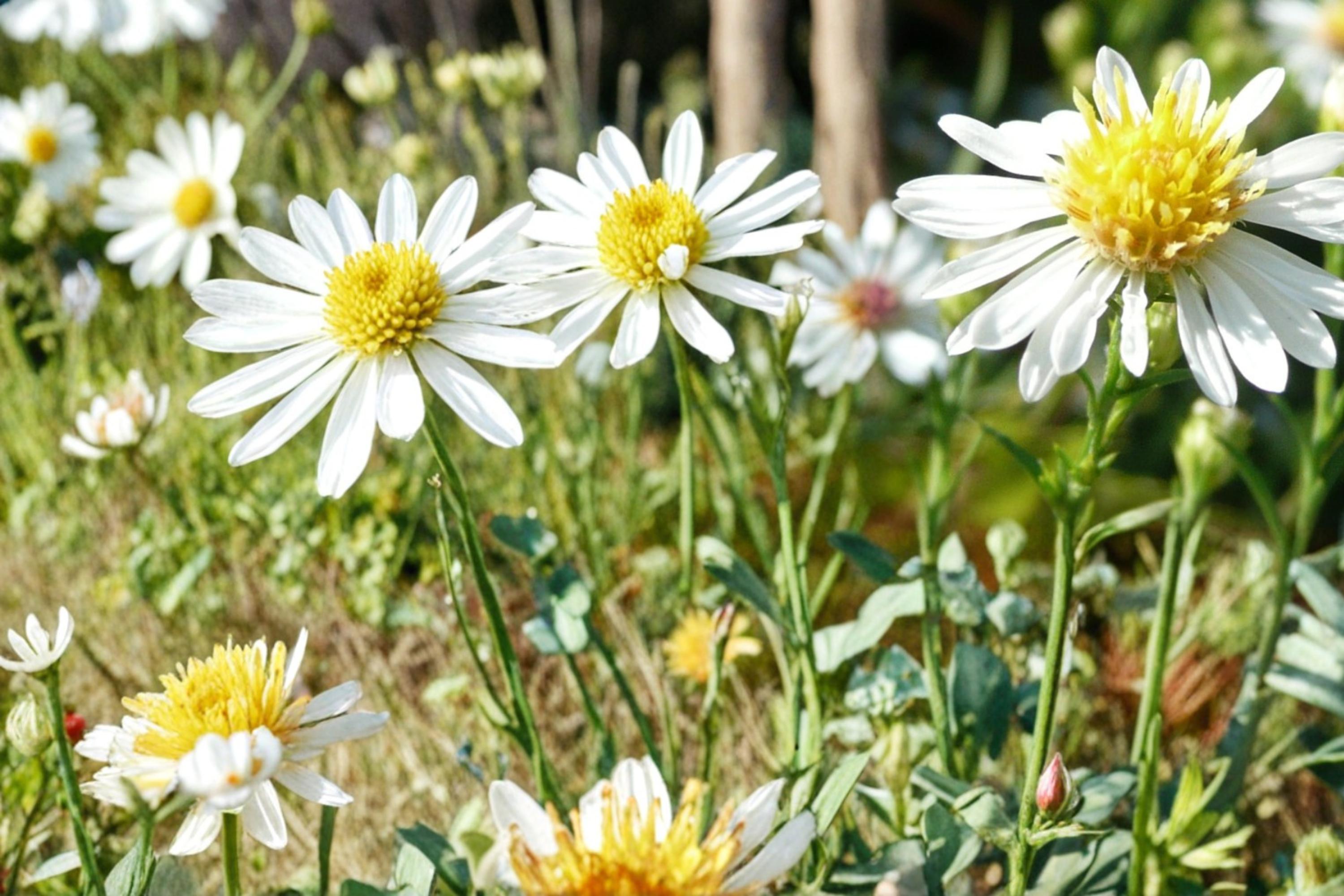 False Aster Seeds – Boltonia asteroides, White Daisy-Like Flowers, Perennial Garden Border, Meadow Plant, 100 Seeds