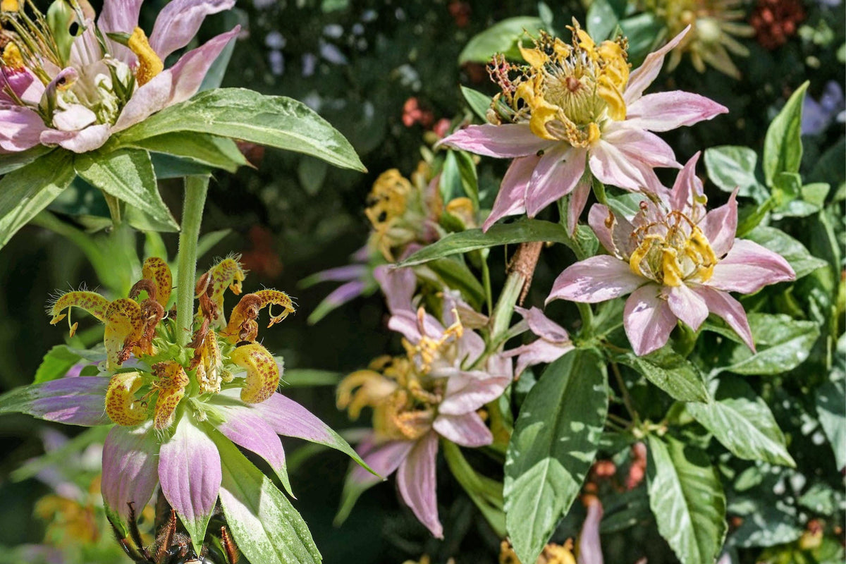 Spotted Bee Balm Seeds – Monarda punctata – Yellow Flowers with Purple Spots – Pollinator-Friendly Herbaceous Annual/Perennial