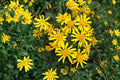 Golden Ragwort Seeds – Packera aurea, Bright Yellow Daisy-Like Wildflower for Shade Gardens, Perennial Groundcover, 75 Seeds