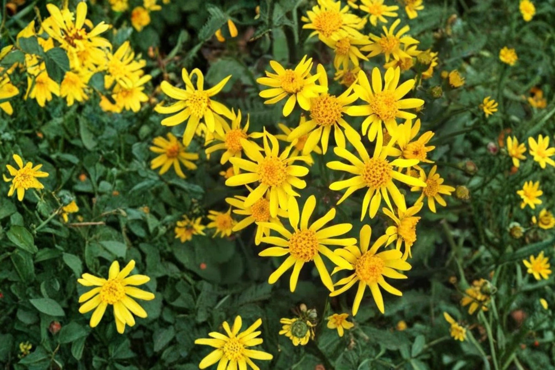 Golden Ragwort Seeds – Packera aurea, Bright Yellow Daisy-Like Wildflower for Shade Gardens, Perennial Groundcover, 75 Seeds