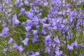 Harebells Seeds 100 Pack – Campanula rotundifolia Blue Wildflower for Rock Gardens & Borders