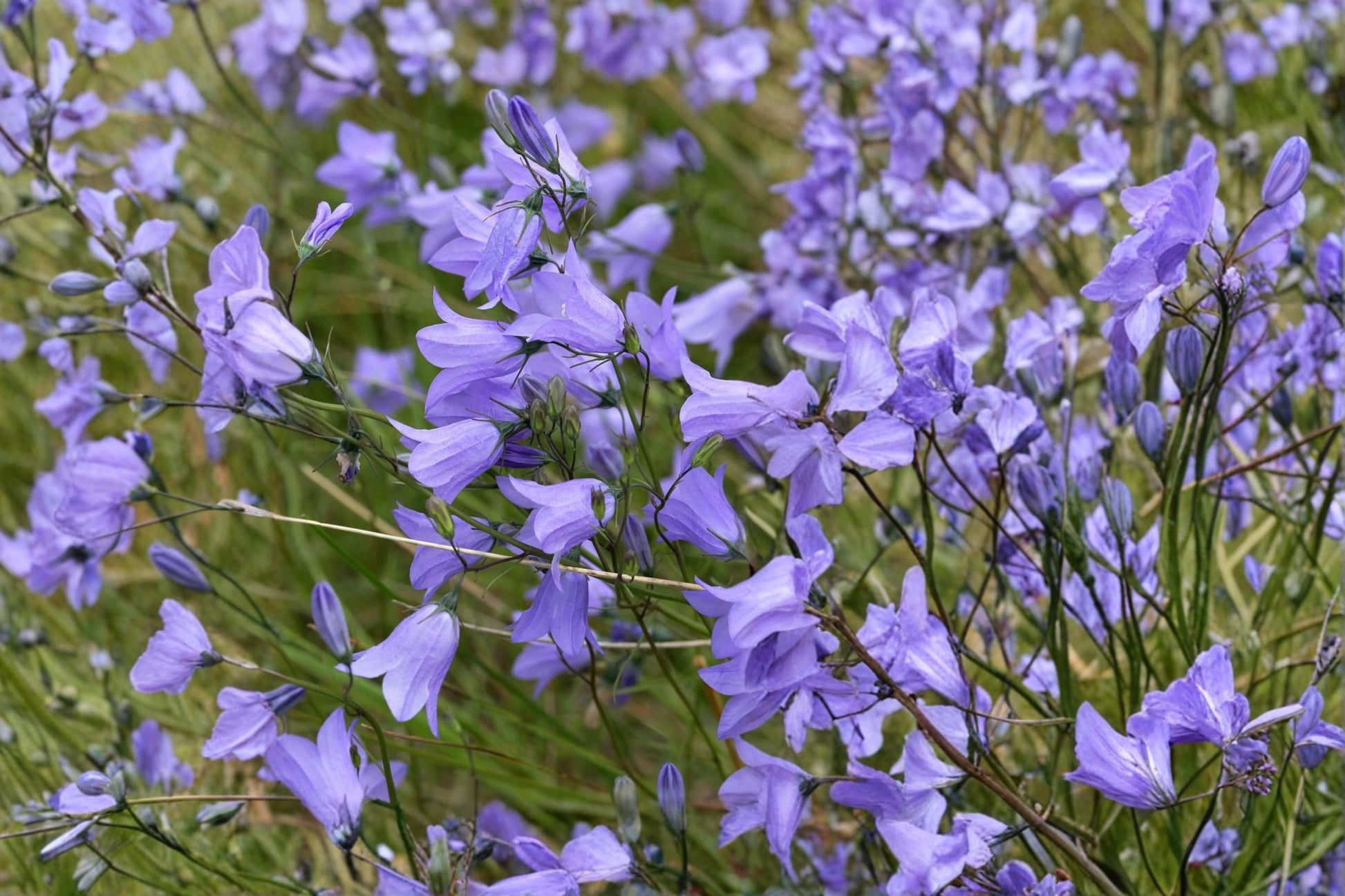 Harebells Seeds 100 Pack – Campanula rotundifolia Blue Wildflower for Rock Gardens & Borders