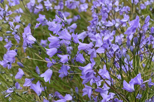 Harebells Seeds 100 Pack – Campanula rotundifolia Blue Wildflower for Rock Gardens & Borders