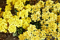 Basket of Gold Seeds – Alyssum saxatile, Low-Growing Perennial, Bright Yellow Flowers, Rock Garden & Border Groundcover