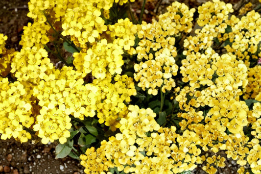 Basket of Gold Seeds – Alyssum saxatile, Low-Growing Perennial, Bright Yellow Flowers, Rock Garden & Border Groundcover