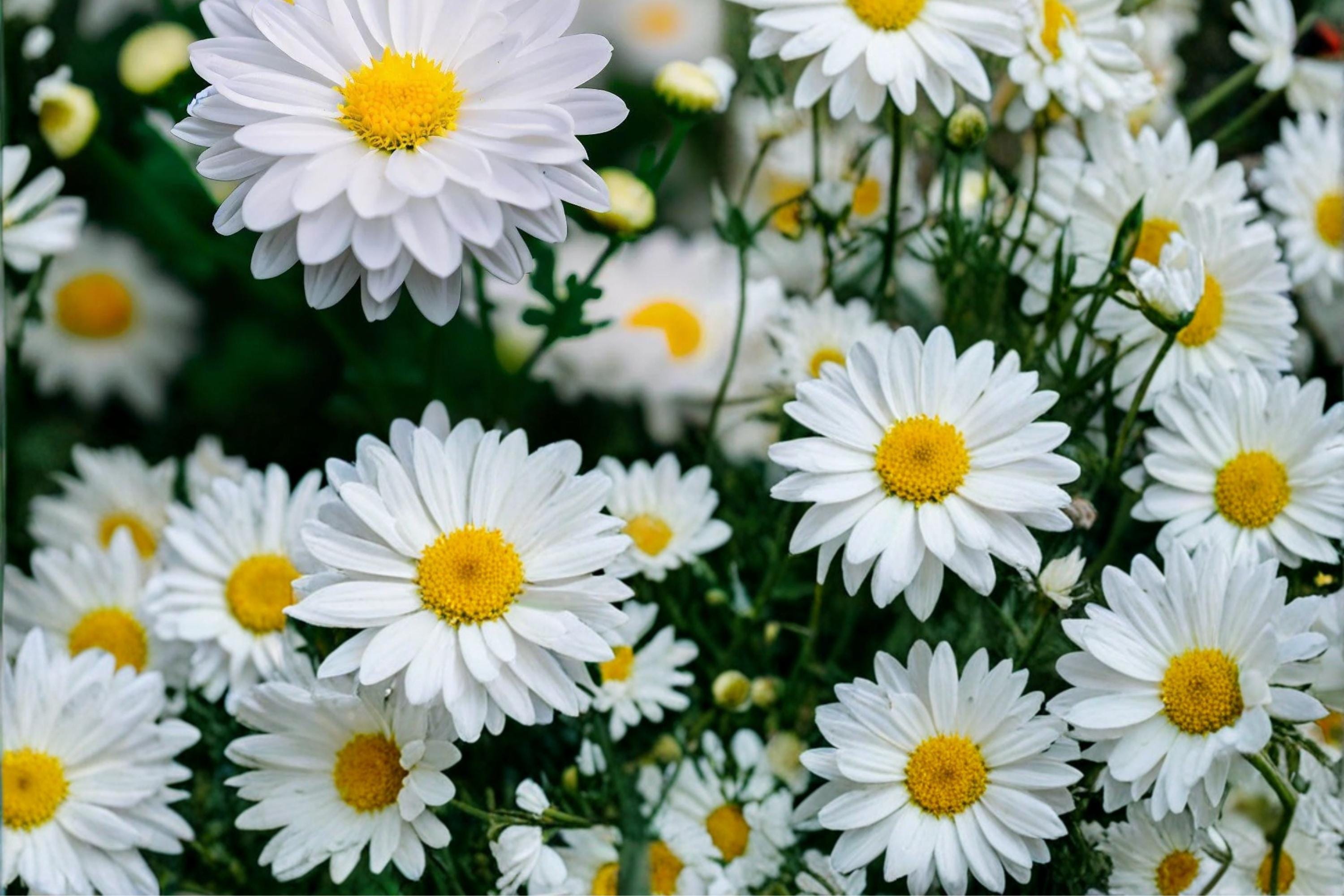 Creeping Daisy Seeds – Chrysanthemum paludosum – White Daisy Flowers, Groundcover, Border Plant, Annual Flower Seed