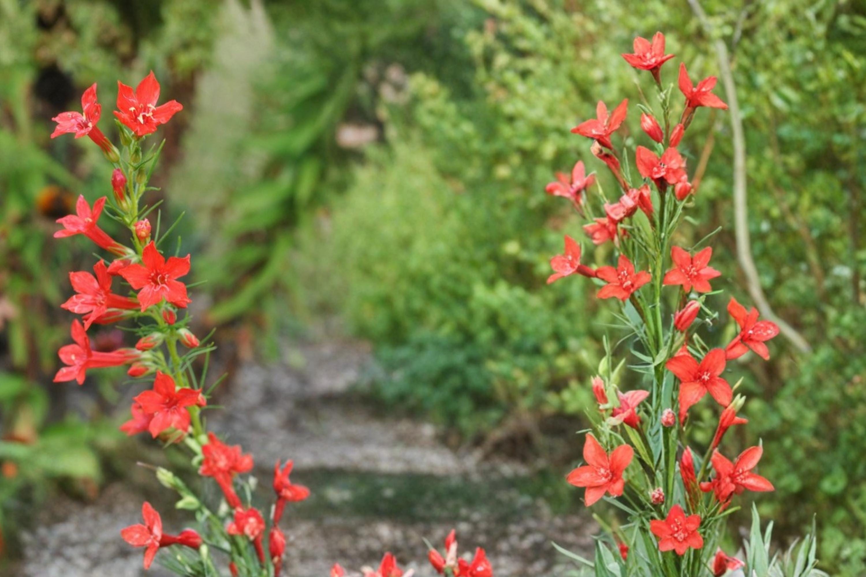 Standing Cypress Seeds – Ipomopsis rubra, Bright Red Tubular Flowers, Wildflower & Border Plant, Pollinator Magnet