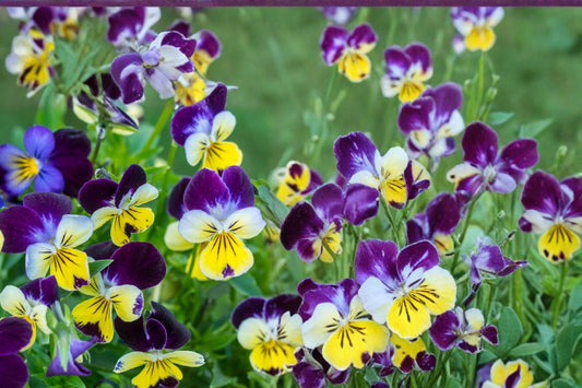 Johnny Jump Up Seeds – Viola tricolor, Tricolor Flower, Border & Container Plant, 100 Seeds