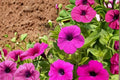 Wild Petunia Seeds – 100 Seeds, Petunia violacea, Purple Funnel-Shaped Flowers, Groundcover & Container Plant