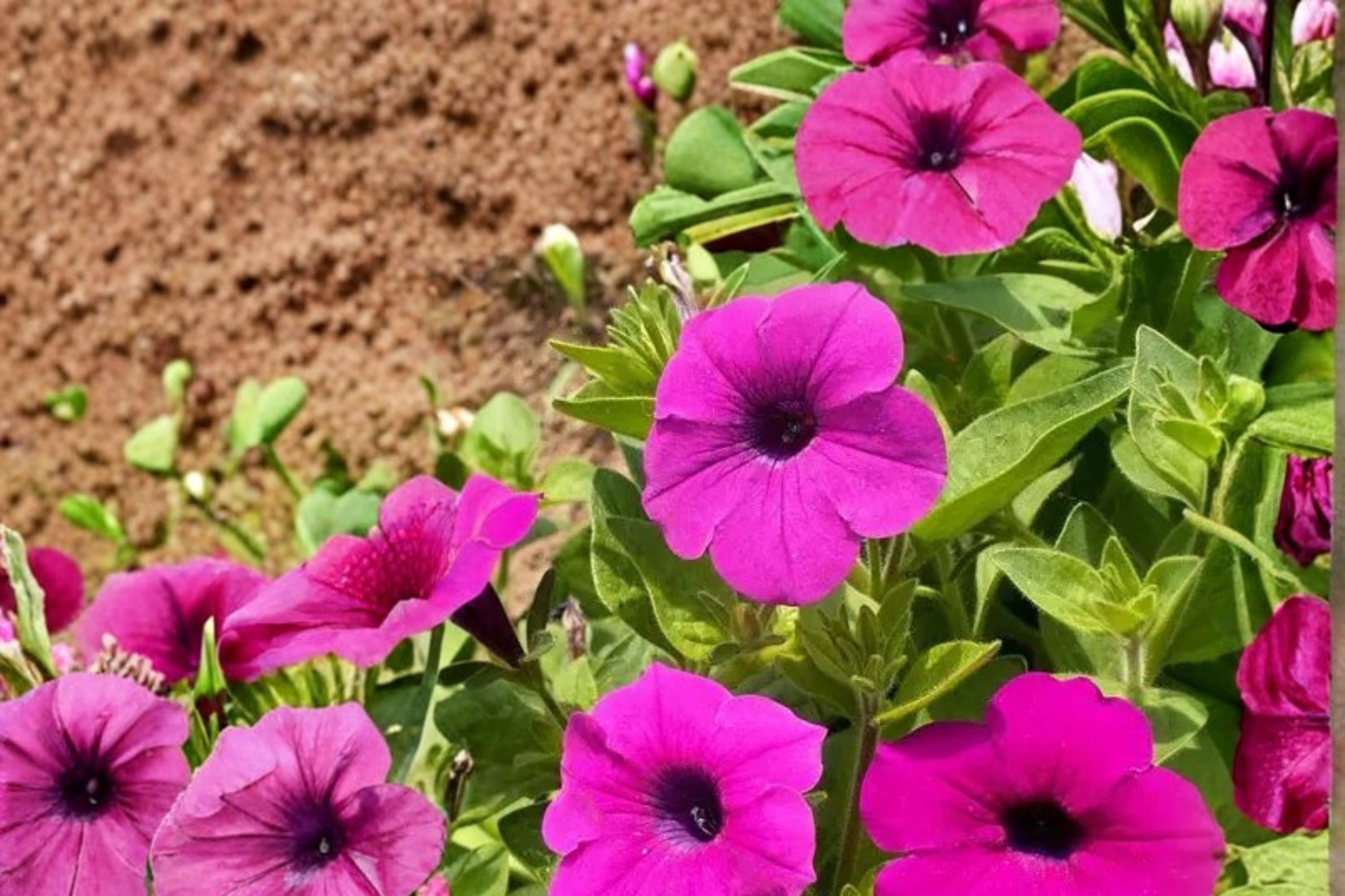 Wild Petunia Seeds – 100 Seeds, Petunia violacea, Purple Funnel-Shaped Flowers, Groundcover & Container Plant