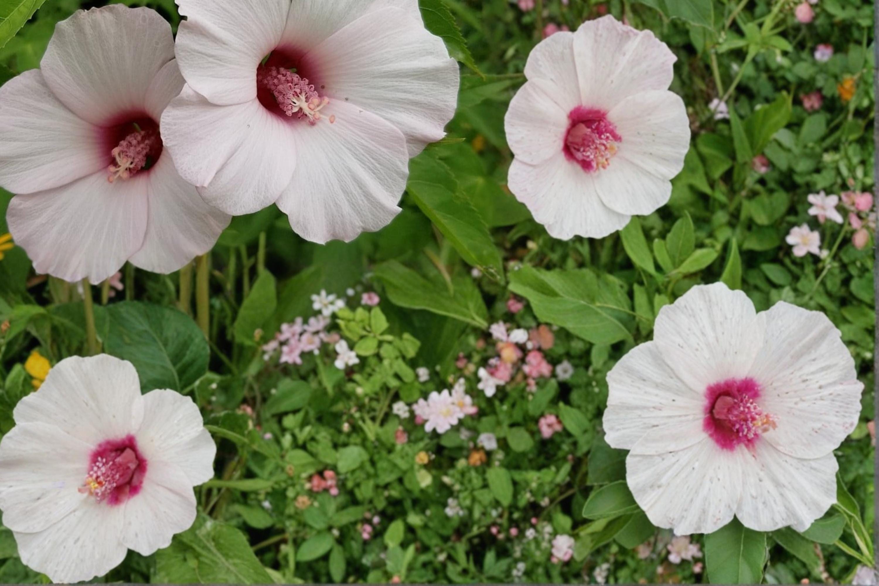 Rose Mallow Seeds – Hibiscus militaris – Moisture-Loving Perennial with Pink to White Flowers, Wetland and Pond Edge Plant