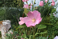 Swamp Rose Mallow Seeds – Hibiscus moscheutos – Native Wetland Perennial with Large Pink, Red, or White Flowers
