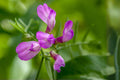 American Vetch Seeds – Native Climbing Wildflower with Purple Blooms for Pollinators & Soil Improvement – Vicia americana