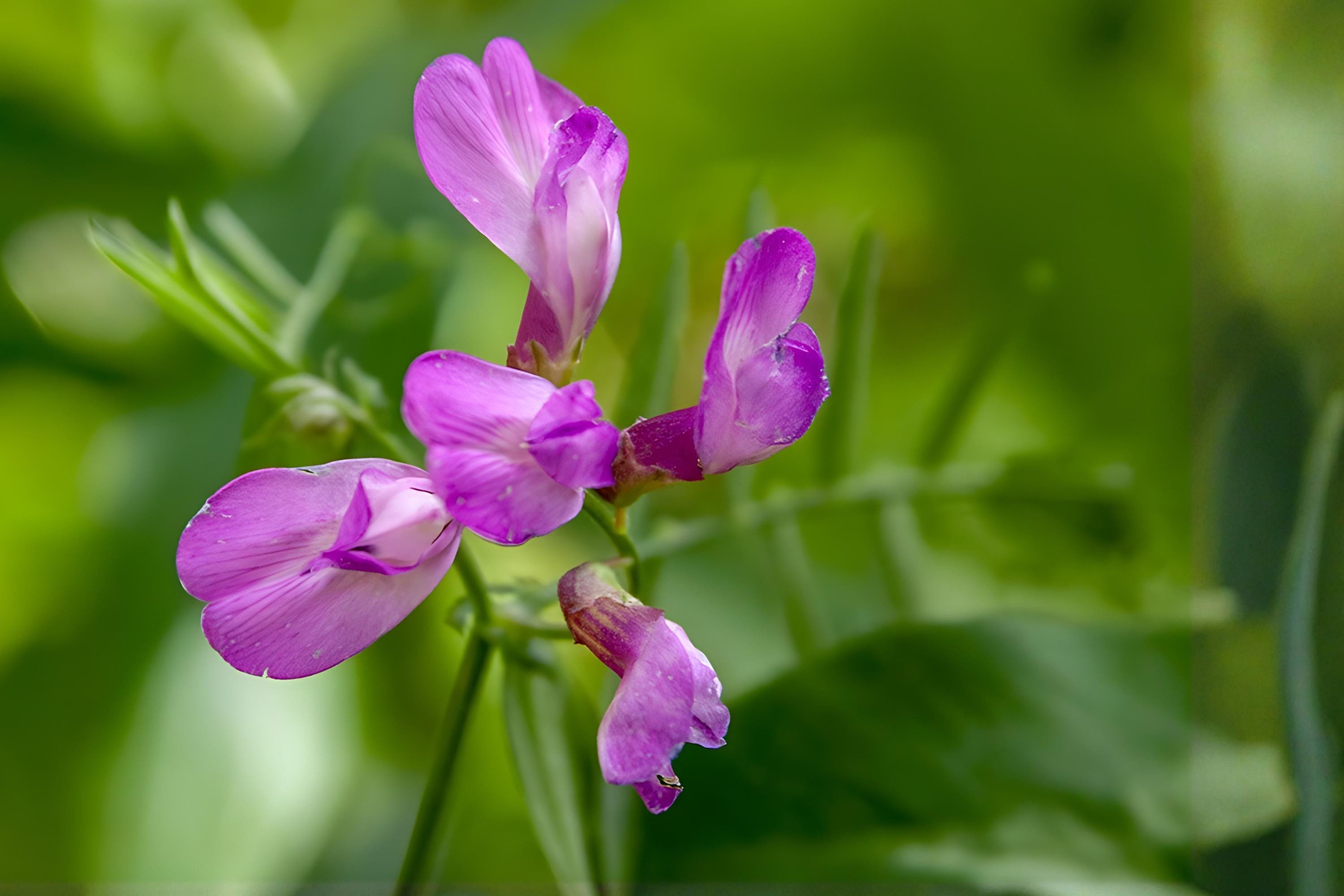 American Vetch Seeds – Native Climbing Wildflower with Purple Blooms for Pollinators & Soil Improvement – Vicia americana