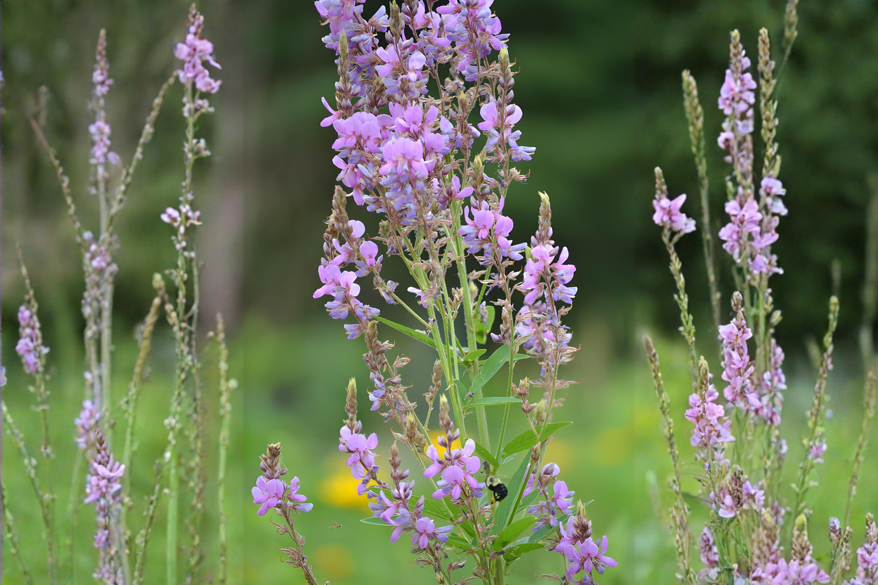 Showy Tick Trefoil Seeds 25 Desmodium canadense Native Wildflower for Pollinators & Soil Improvement