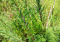 50+ Rosemary Seeds Culinary Herb Pack | Perennial, Non-GMO, Aromatic Evergreen Herb for Garden & Container Planting, Rosmarinus officinalis
