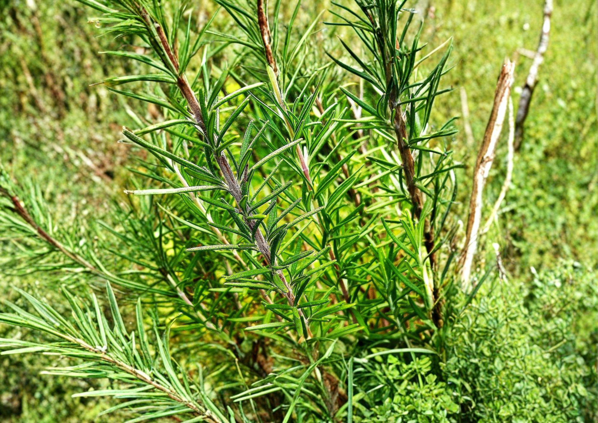 50+ Rosemary Seeds Culinary Herb Pack | Perennial, Non-GMO, Aromatic Evergreen Herb for Garden & Container Planting, Rosmarinus officinalis