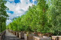 Texas Ebony Tree Seeds - Hardy Drought-Tolerant Desert Tree with Dark Wood & Fragrant Cream Flowers - Pithecellobium flexicaule