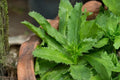 Culantro Seeds (100) | Ngo Gai Herb for Vietnamese & Southeast Asian Cuisine | Eryngium foetidum