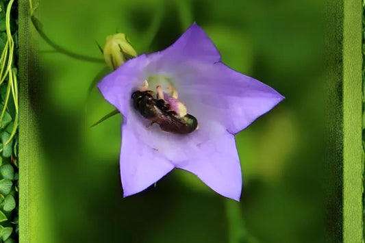 Harebells Seeds 100 Pack | Campanula rotundifolia Native Wildflower for Rock Gardens & Borders